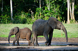 Central African Republic Elephants and Forest