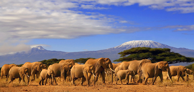 Kenya: Elephants ijn Kenya and Mt. Kilimanjaro in Tanzania