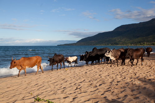 Malawi: Lake Malawi  Cattle