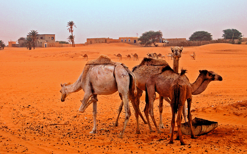 Mauritania: Sahara Camels