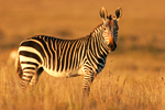 Cape Mountain Zebra in South Africa