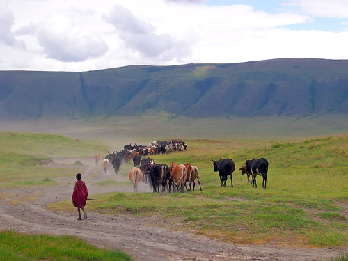 Tanzania: Cattle and Young Masai in the Ngorongoro Crater