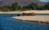 Zimbabwe: Zambezi River Bank Hippos